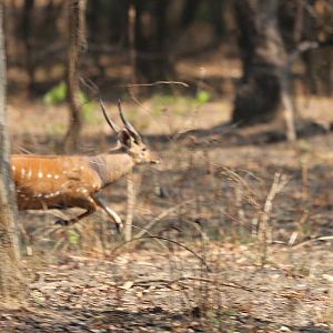 Bushbuck Zambia Wildlife