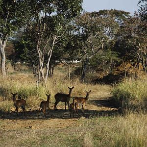 Wildlife Waterbuck Zambia