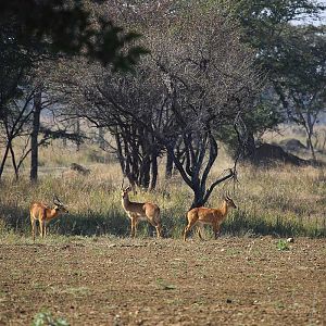 Wildlife Kob Zambia