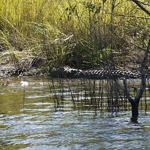 Wildlife Crocodile Zambia