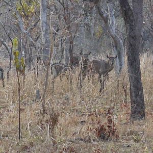 Wildlife Waterbuck Zambia