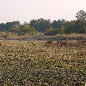 Wildlife Kob Zambia