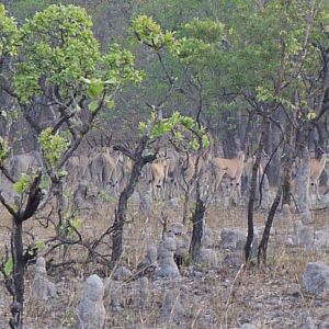 Wildlife Eland Zambia