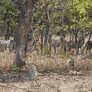 Zambia Wildlife Zebra & Waterbuck