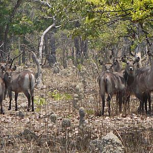 Wildlife Waterbuck Zambia