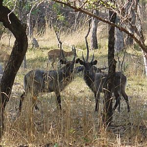 Wildlife Waterbuck Zambia