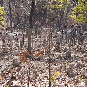 Zambia Wildlife Zebra