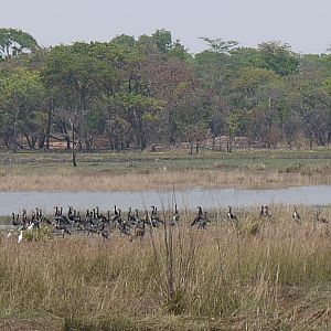 Zambia Bird life