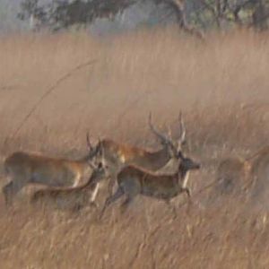 Lechwe Zambia Wildlife