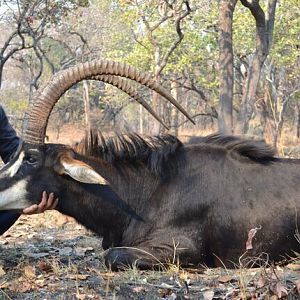 Zambia Hunt Sable Antelope