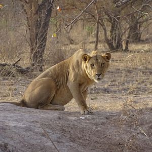 Lion Wildlife Benin