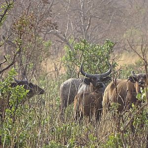 Wildlife West African Svanna Buffalo Benin