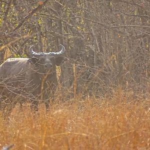 West African Savanna Buffalo Benin Wildlife