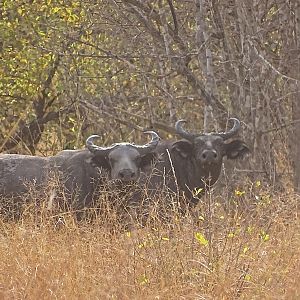 Benin West African Savanna Buffalo Wildlife