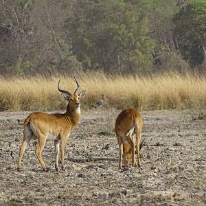 Kob Wildlife Benin