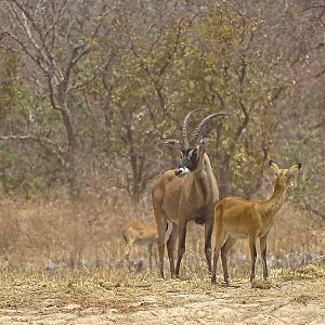 Roan Benin Wildlife