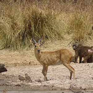 Benin Wildlife Reedbuck