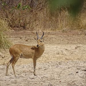 Benin Wildlife Reedbuck