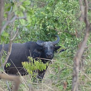 Wildlife Benin West African Savanna Buffalo