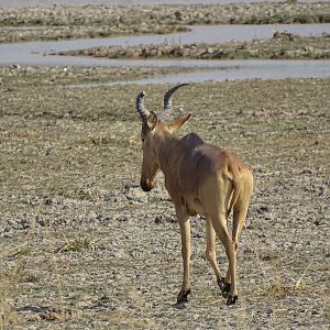 Benin Western Hartebeest Wildlife