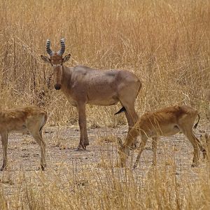 Benin Western Hartebeest Wildlife