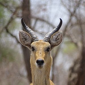 Benin Wildlife Reedbuck