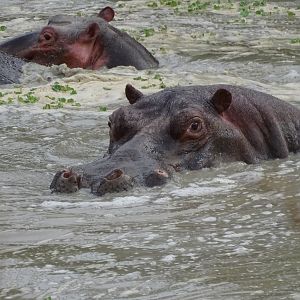 Wildlife Benin Hippo