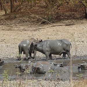 Wildlife Benin West African Savanna Buffalo