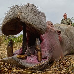 Hippo Hunt In Benin