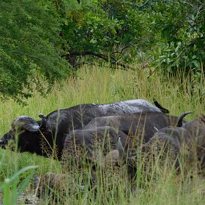 Cape Buffalo Zambia Wildlife