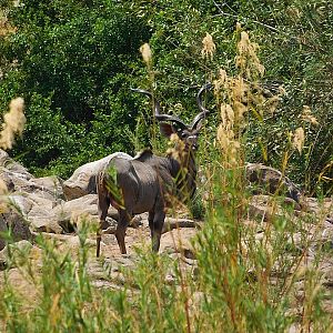 Kudu Zambia Wildlife