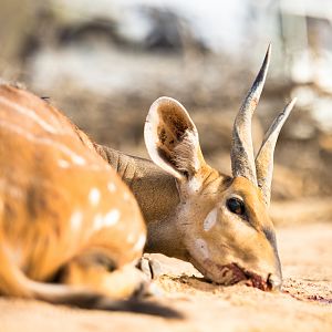 Hunt Harnessed Bushbuck Benin