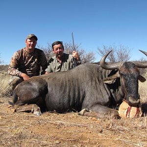 Blue Wildebeest Namibia Hunt