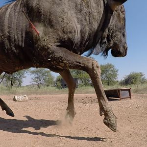 Blue Wildebeest Reverse GoPro angle bow shots