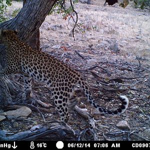 Nambia Leopard Trail Cam