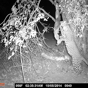 Leopard Namibia Trail Cam