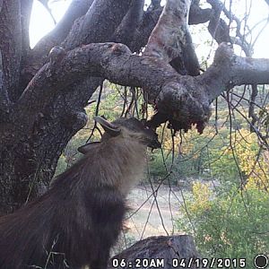 Leopard Nambia Trail Cam