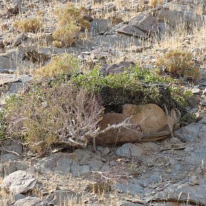 Leopard Hide Namibia