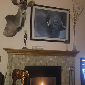 Taxidermy Kudu Full Mount