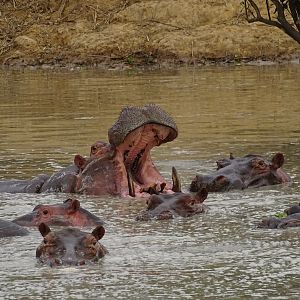 Hippo Benin WIldlife