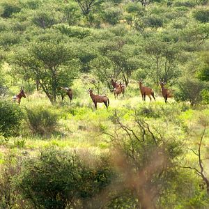 Red Hartebeest Namibia Wildlife