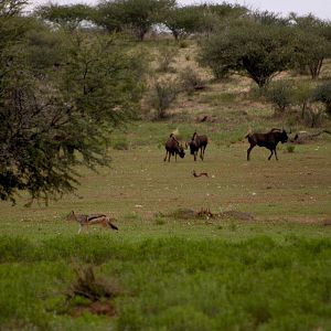 Namibia Wildlife Black Wildebeest