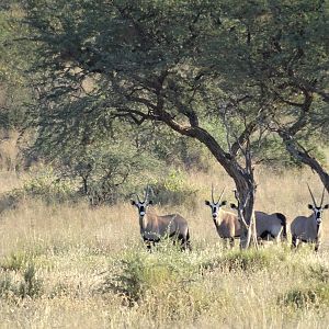 Gemsbok Wildlife Namibia
