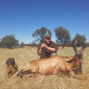 Red Hartebeest Namibia Hunting