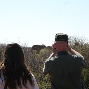 Game Viewing Namibia Elephant