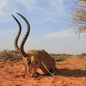 Impala Hunt Namibia