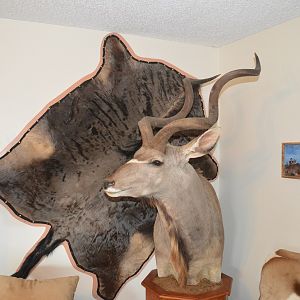 Taxidermy Blue Wildebeest Flat-skin