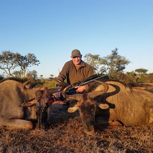 South Africa Blue Wildebeest Hunting