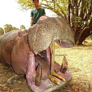 Hippo Hunt In Benin