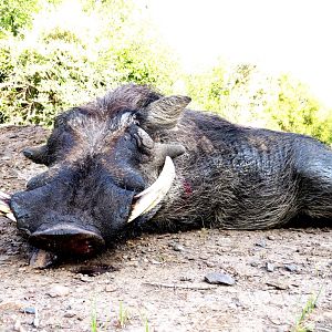 South Africa Warthog Hunt